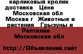 карликовый кролик. доставка › Цена ­ 1 000 - Московская обл., Москва г. Животные и растения » Грызуны и Рептилии   . Московская обл.